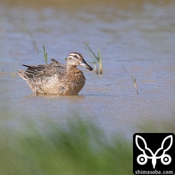 距離があり、手前の草むらがじゃまで観察はしづらかった。