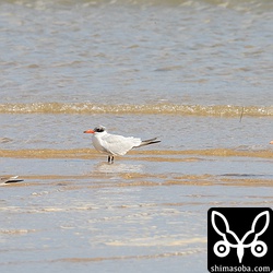3羽のオニアジサシが河口で休憩中。