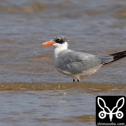 オニアジサシ成鳥冬羽。夏羽が初列風切りに数枚残っています。