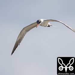 下を向いて獲物を探しながら飛び回るオニアジサシ。