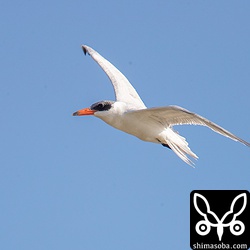 たまに飛び立ちますが、餌取りのダイブは見られませんでした。
