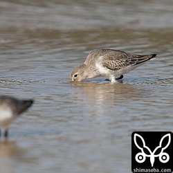 ハマシギ幼羽から第1回冬羽へ。