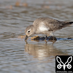 ハマシギ成鳥冬羽。