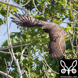 背面も見事な黒褐色。