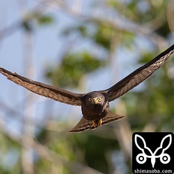 かっこいいブラックサシバがこっちに来た!! ピントが甘いけど警戒心が強い暗色型サシバの貴重なショットなので…。^^;