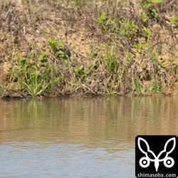 2枚の写真をつなげてパノラマに加工。全て成鳥。なんとなく一番左がオスかな?