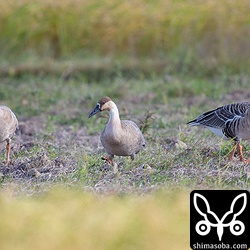 休耕地に移動し、歩きながら草を食っていた。
