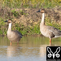 オスとメスでサイズが違うようだけど、よく分からない…。