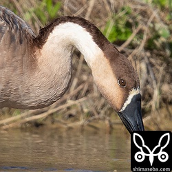 サカツラガンの名前の由来は頬がオレンジ色に染まり酒を飲んで頬が紅潮したように見えるとのことだけど。