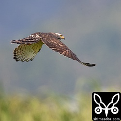 ついでに、ふつーのサシバ。