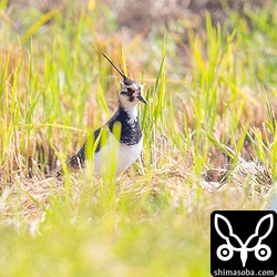 換羽が長いですが、こちらも幼鳥。