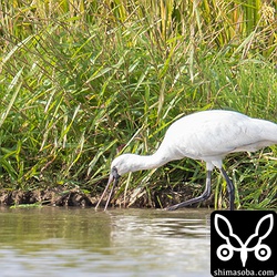クロツラヘラサギ幼鳥。
