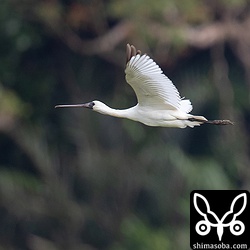 飛ぶクロツラヘラサギ。幼鳥特有の黒い羽が目立ちます。