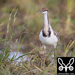 レンカク正面。