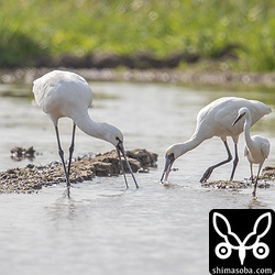 ヘラサギ(左)とクロツラヘラサギが並ぶとヘラサギの大きさが際立っています。コサギはヘラサギとクロツラヘラサギについて回っていました。2羽がくちばしを左右に振り採餌して驚いて飛び出した水生生物を捕まえようという魂胆です。