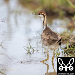 上空をチョウゲンボウが飛ぶと警戒していた。