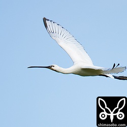 ヘラサギの飛翔。若鳥なのでこちらも黒い羽が目立ちます。