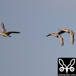 野猫か何かに驚いて飛び立ったサカツラガン。田んぼの上を旋回するとまた戻ってきました。