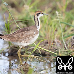 滞在3週間ほどになるレンカク。当初は2羽いましたが、いつの間にか1羽だけになっています。