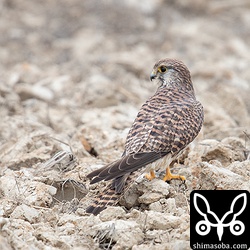 チョウゲンボウのメス幼鳥。