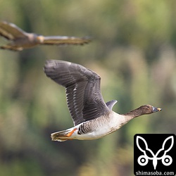 飛ぶヒシクイの後ろにカンムリワシがぼんやりと写っています。これに驚いてヒシクイは二度と同じ田んぼには戻ってきませんでした。