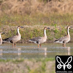 飛び去る2羽のヒシクイを見送るサカツラガン4羽。