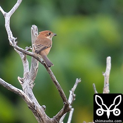 後ろ姿。背面も一様に赤茶色です。