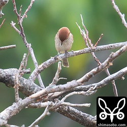 足で捕まえた獲物のバッタを押さえつけている。頭部は全体的に赤茶色。