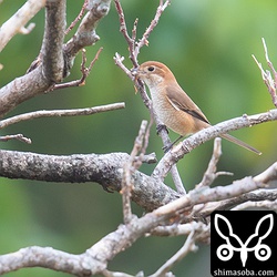 バッタをとってははやにえにしていた。前回のオスもそうですが、モズは頻繁にはやにえを作りますね。シマアカモズがはやにえを作っているところは見たことがありません。