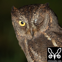 上と同個体。さよならのウインク。