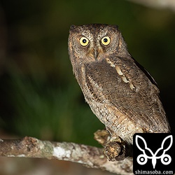 4羽目に出会ったコノハズクはずいぶん愛想のいい個体でした。