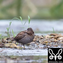 小雨の降るなか一休みのアオシギ。