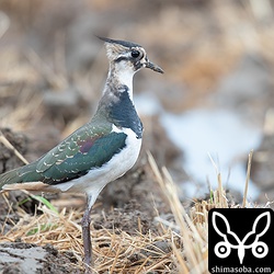 タゲリはあちこちの田んぼで出会えます。
