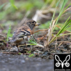 アトリが1羽だけ。群れからはぐれて渡れないのだろうか。