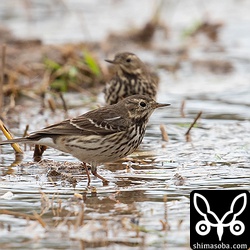 タヒバリが数羽、ツメナガセキレイの群れに入っていた。