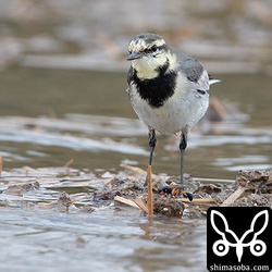 ハクセキレイのメス第1回冬羽。今年はハクセキレイが少ない。