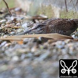 最初はこんな感じで、草の隙間から見ててもめちゃくちゃ警戒姿勢。