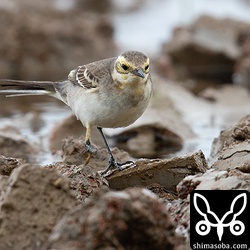 上と同個体。前から見ると胸に幼羽が残っています。