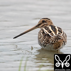 タシギもいい鳥なんだけど、アオシギの美しさの前では…。