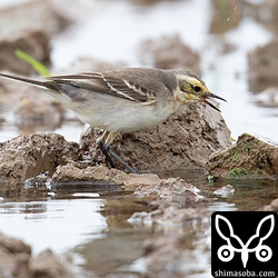 別個体のキガシラセキレイ。こちらも第1回冬羽。こちらの上尾筒、下尾筒には色がついていません。