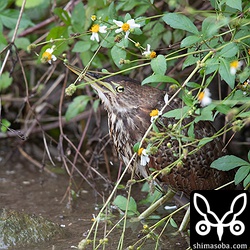 リュウキュウヨシゴイのメスもいました。