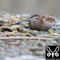 シャッター音に驚くアオシギ。