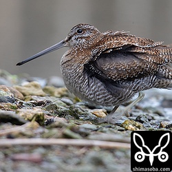 ふくらんだと思ったらブルブルっと体を震わせました。しかし、アオシギはなんて美しい鳥なんだろう。