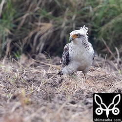 風で冠が立った。もっと近づいて撮りたいんだけど、ここの田んぼの畔は島の鳥屋とレンタカーが車を合わせて4回も田んぼに落としたらしく家の人が怒っていて入れません。^^; 旅行者の方はお気をつけください。知らずに入るとこわーい八重山方言でめっちゃ怒られますよ。