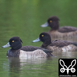 紙面用に沈砂池でキンクロハジロ3羽を撮影。
