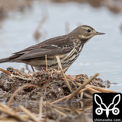 じっと待っていたら1羽が近くに寄ってきた。