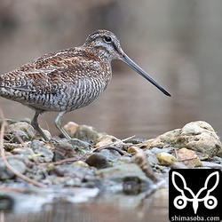 この写真はアオシギと少し距離がある。普通の体型はこんな感じ。