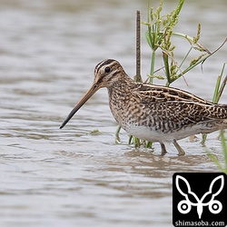 久しぶりのチュウジシギ。