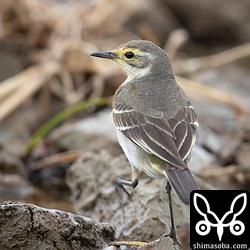 上と同個体。後ろから見ていると数枚のオリーブ色がかった羽が見えます。尾羽の付け根の上尾筒、下尾筒もうっすらとオリーブ色がかっています。