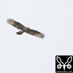 ノスリ幼鳥。ノスリは3羽確認。今年の石垣島はノスリが多いのですが与那国島も多いのかもしれません。
